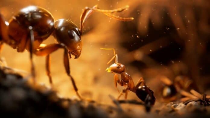 Empire of Ants